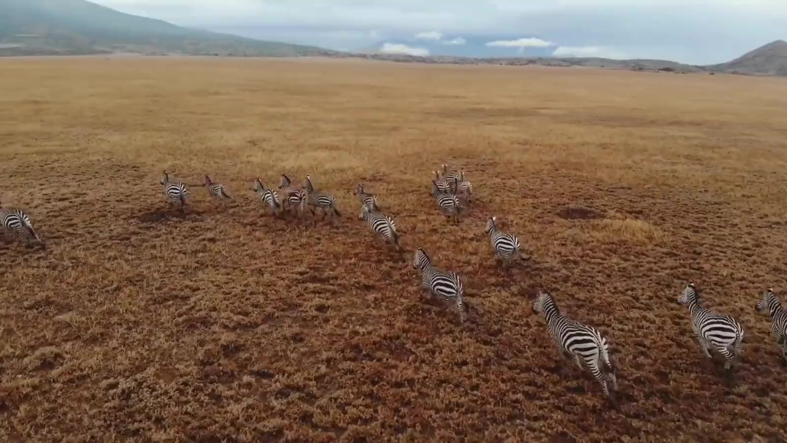 Manada de zebras na savana africana, vista aérea